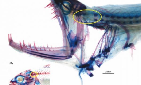 深海兇器──龍魚身上的解剖學驚人祕辛