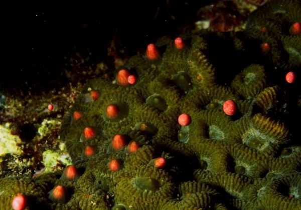 墾丁珊瑚產卵美景 網路直播看得到