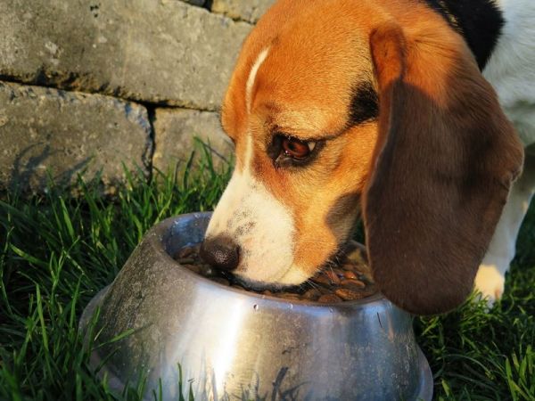 FDA：市售狗骨頭零食恐讓寵物生病