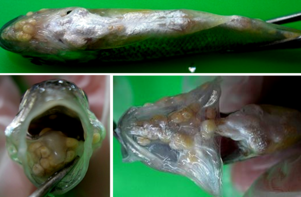 靜水流淺－大漢溪溪魚腫瘤事件解謎