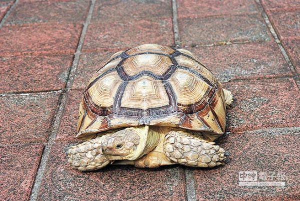 保育類陸龜 逛八里大街