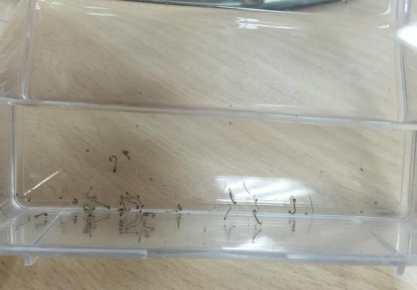 防登革熱 大肚魚孔雀魚吃蚊幼蟲