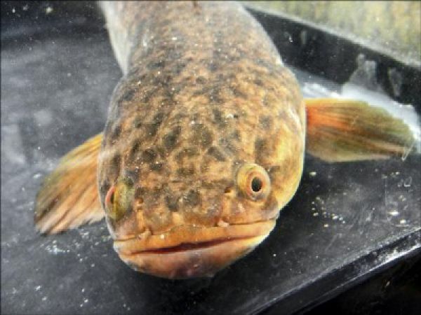 外來魚偷吃蛋 干擾官田水雉繁殖