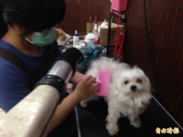 無照接待毛孩子寄宿違法 飼主慎選合格寵物旅館