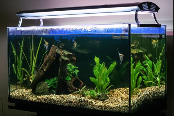 日夯水草水族箱　水草躍升「療癒系主角」