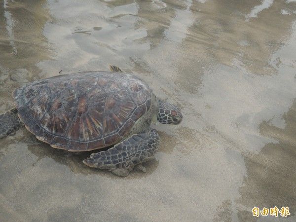 生態現警訊 綠蠵龜登島產卵頭數急遽下降