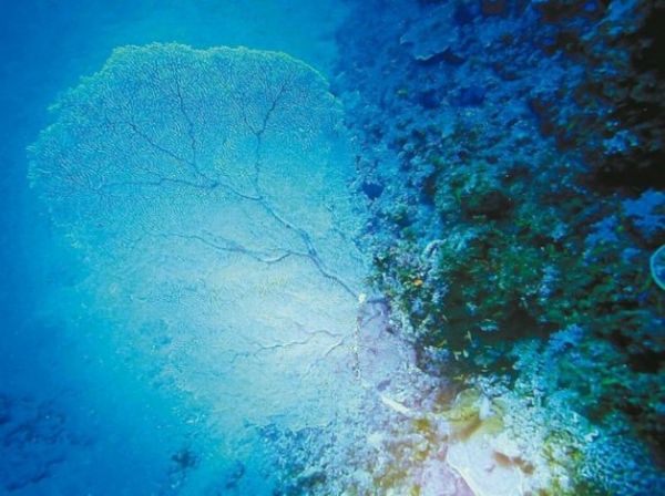 痛心！蘭嶼百年「大海扇」 疑遭盜採