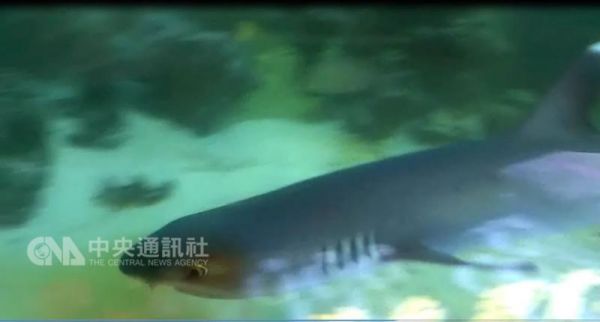 養鯊魚當寵物 要每天餵肉嗎？