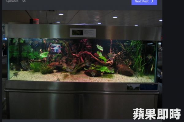 北捷車站的水族箱不見了　答案讓人很傻眼