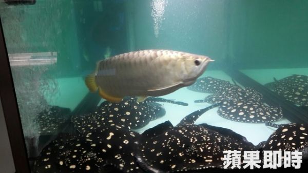 小魟魚出生後死光光　新北動保處查死因