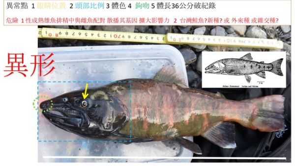 對七家灣出現「異形」魚爭議的建言