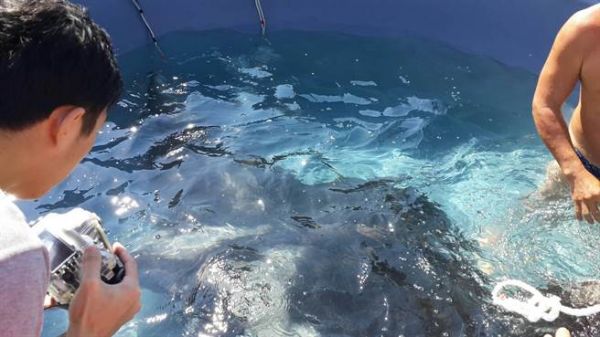 花蓮漁民捕獲 2.6米長易危動物「鬼蝠魟」