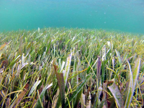 神奇「療癒系」海草銳減 影響人類和珊瑚健康