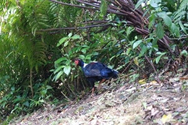 33世界野生動物日 動保處籲禁止捕捉保育類動物