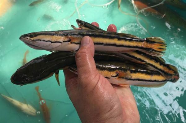 高雄蓮池潭釣除外來魚類　魚池鄉派員南下取經