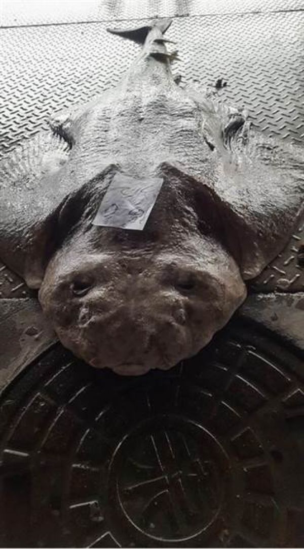 成功漁港捕獲「人臉魚」 網友好奇：到底是什麼品種