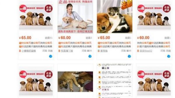 淘寶店家賣「寵物安樂死針」月銷數量破百　嚴重可致人死亡