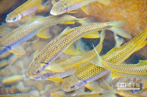 鯝魚復育成功 達娜伊谷找回生機
