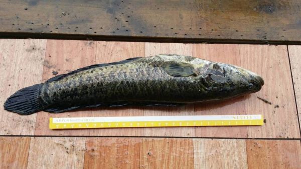 外來魚虎繁殖狀況不明 台東活水湖封閉期延長