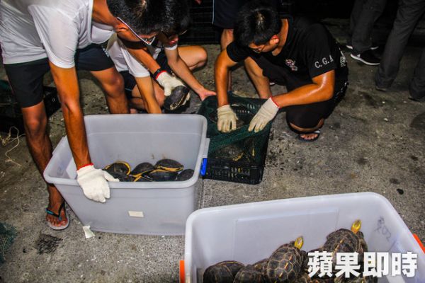 盜獵保育類食蛇龜　高雄外海查獲走私千餘隻