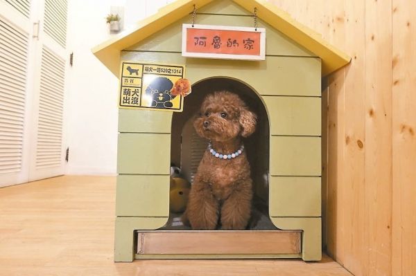養毛小孩正夯！「寵物美容丙級」檢定開辦8月報名