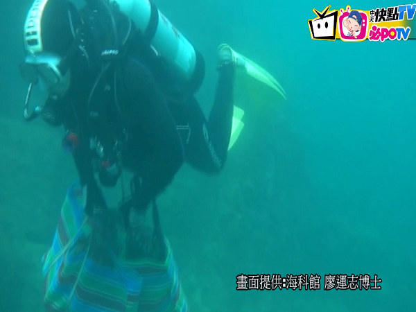 基隆漁民視珊瑚眼中釘！　潛水員替「珊瑚大搬家」過程全都錄