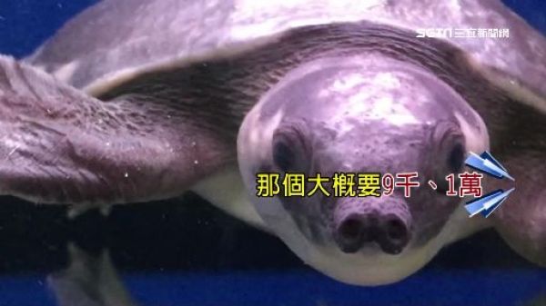 豬鼻龜瀕絕種！水族館開價萬元照賣　業者恐遭罰150萬
