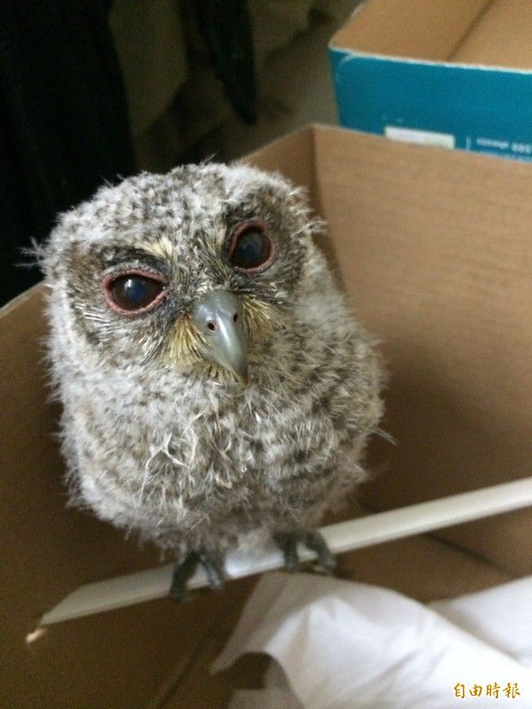 抓貓頭鷹當寵物？男違反野生動物保育法遭罰