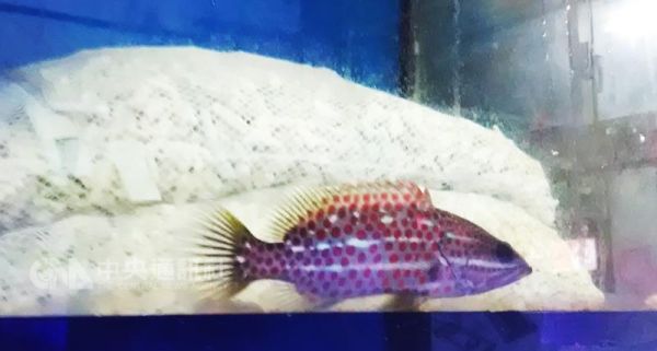 食用魚當觀賞魚 身價三級跳