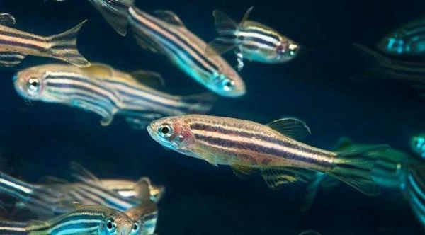 脊椎損傷可否治？ 斑馬魚可能藏有線索