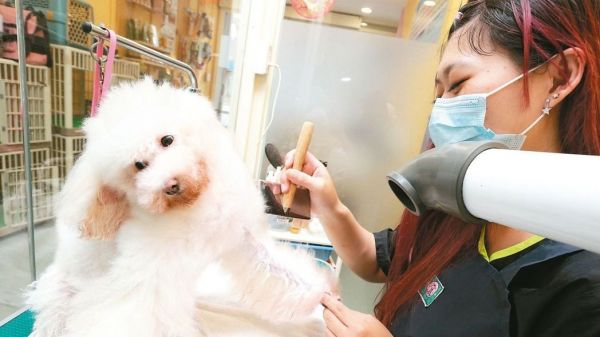 寵物美容檢定 今年開考