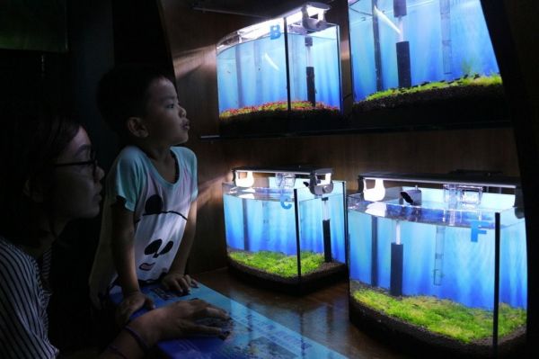 體長不到1公分 多色小米蝦化身水族館大主角！