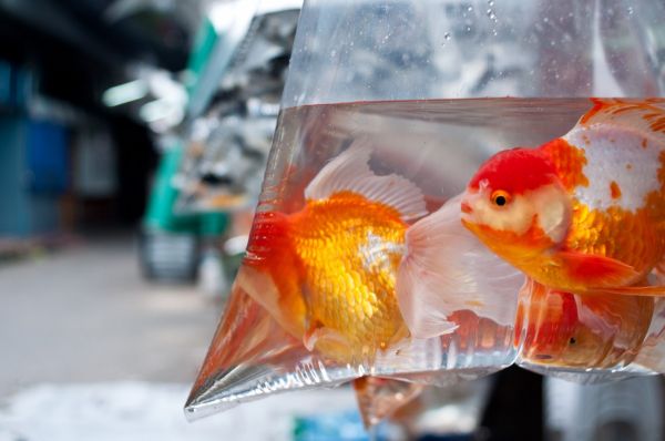 金魚自帶產酒技能 無氧湖底撐過寒冬