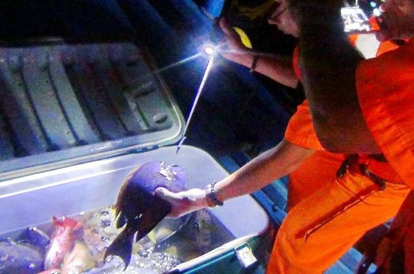 墾丁珊瑚礁魚被當提款機 海巡逮潛水打魚2人組