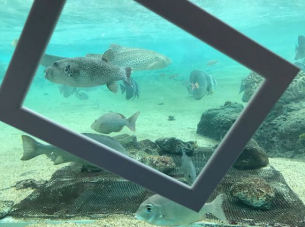 八景島水槽故障　90條深海魚「加熱」慘死