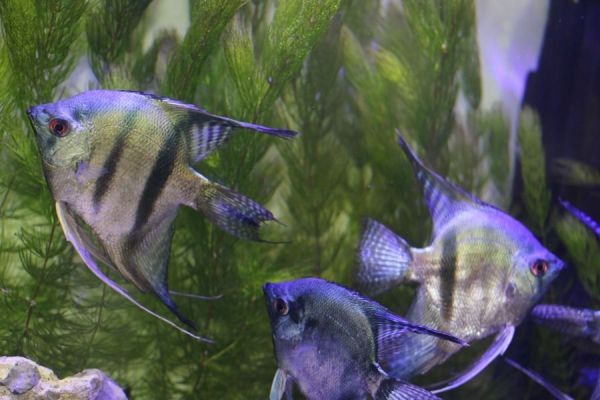 「阿凡達神仙魚」 藍綠金寶石光澤輝映