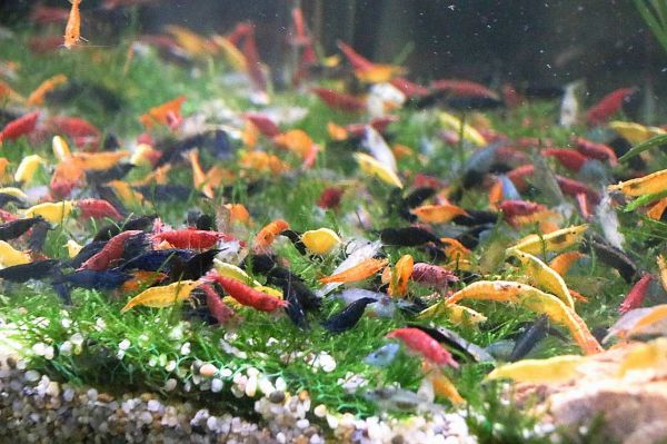 養殖王國美名發威 創新觀賞魚蝦奪得三項國際大賽冠軍