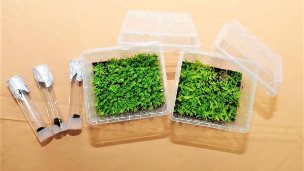 觀賞植物再添生力軍！蕨類生產新技術創商機