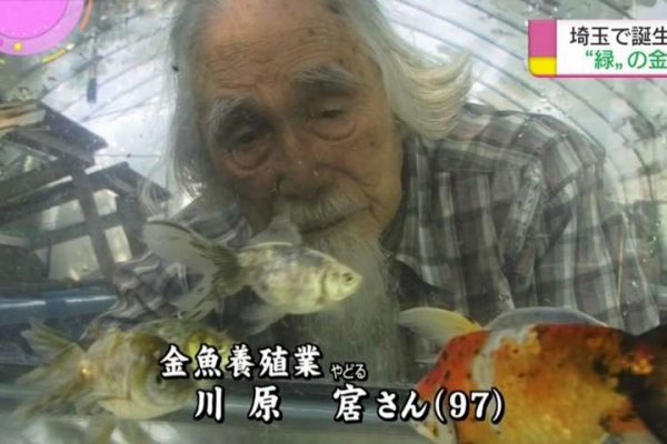 耗費45年歲月 日本97歲翁培育綠色金魚