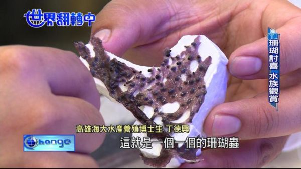 投入珊瑚室內養殖 骨材觀賞都有商機