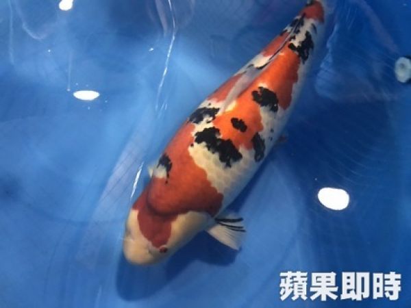 好貴的魚　冠軍錦鯉身價逾800萬