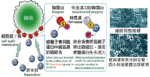 水產養殖新法寶，奈米銀成功抑制病原菌