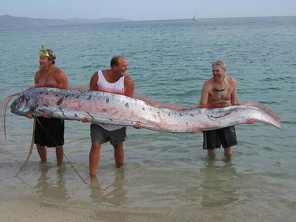地震魚現身　為何水中生物能預知地震