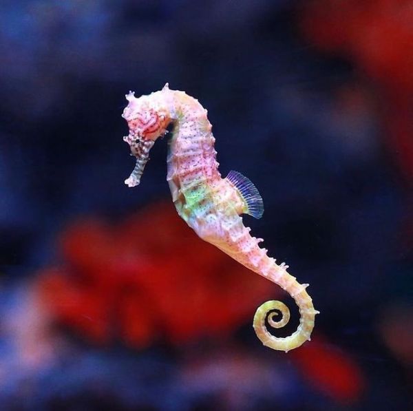 水族寵兒海馬　身體變起色來好美