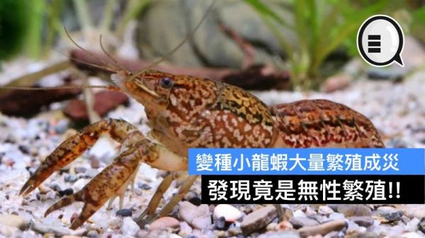 變種小龍蝦大量繁殖成災，發現竟是無性繁殖!!