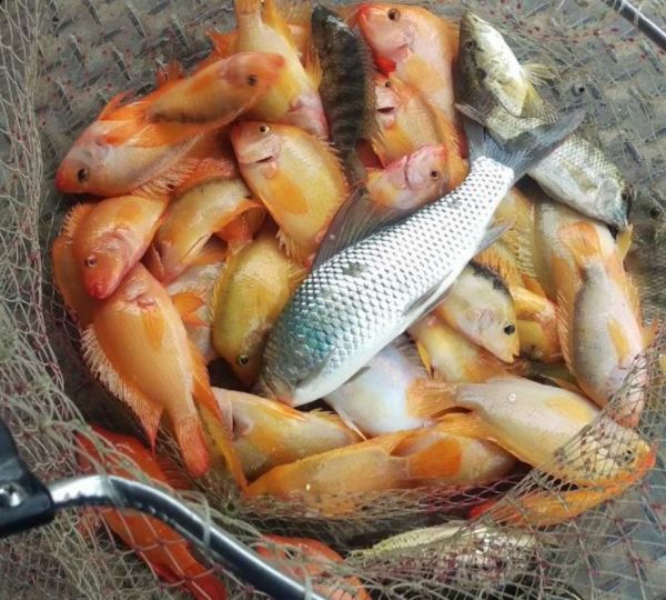 監測發現日月潭96%魚種為外來種　觀賞魚佔大多數
