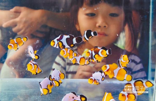 台東、淡水、澎湖水族特展 一次看