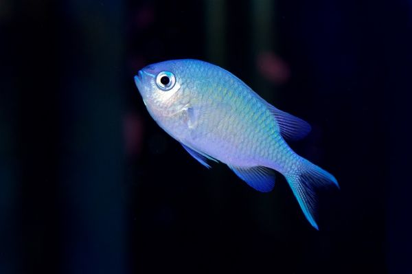 農科院「108年觀賞魚非處方藥品零售販賣專門管理技術人員訓練班(回訓)」開始受理報名