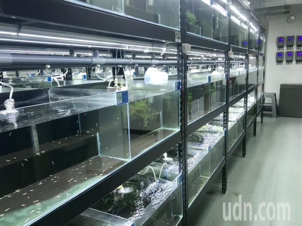 台灣觀賞蝦奪世界冠軍！ 小小一尾身價飆6萬