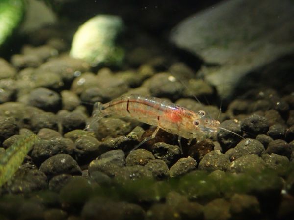 臺灣原生匙指蝦成觀賞水族界新星 預估年產值可超過500萬美元